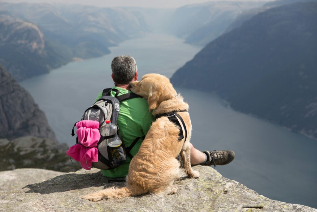 Travelling with your pet