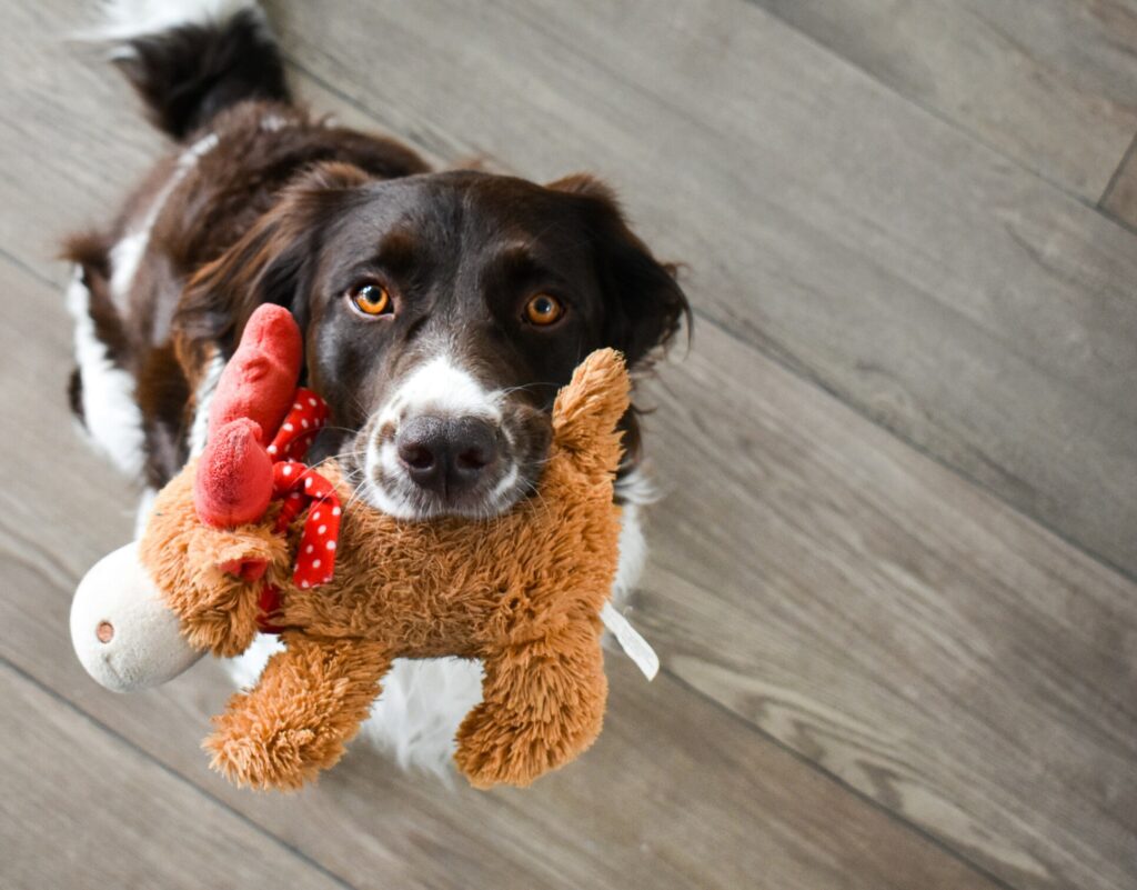 Travelling with your pet